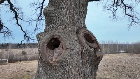 A huge 200-year-old oak tree in a field. Slowmotion Stock Footage 334058438