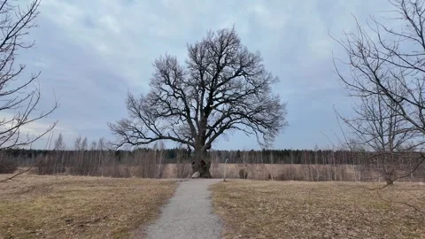 A huge 200-year-old oak tree in a field. Slowmotion Stock-Footage 334058506