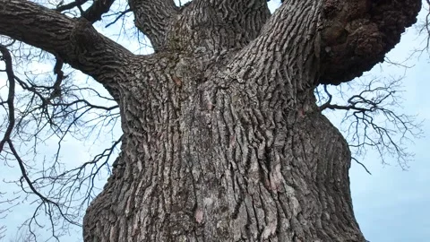 A huge 200-year-old oak tree in a field. Slowmotion Stock-Footage 334058607