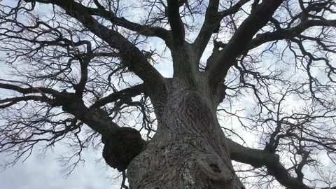 A huge 200-year-old oak tree in a field. Slowmotion Stock-Footage 334058610
