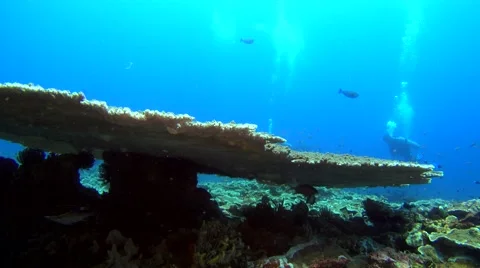 Huge acropora table coral with divers in the background Video stock 69070079