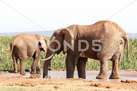 Huge African Bush Elephant taking a bath Stock Photos
