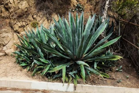Huge agave plants Stock Photos