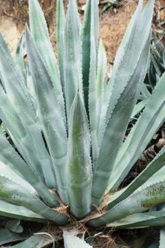 Huge agave plants Stock Photos