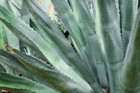Huge agave plants Stock Photos