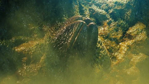 Huge Alien Egg With Toxic Smoke Swirling Stock Footage 137866249
