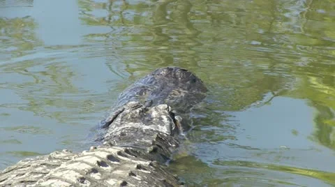 Huge alligator swims Stock Footage 12373071