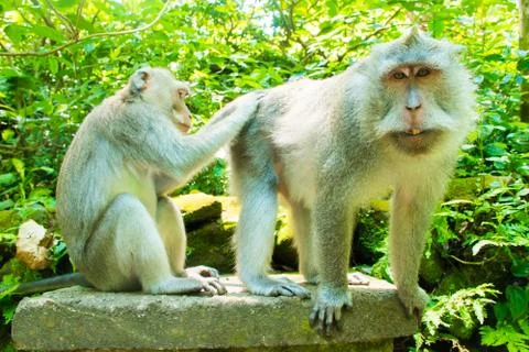 Huge alpha male monkey in Tample in Monkey Forest, Ubud, Bali, Indonesia Stock Photos