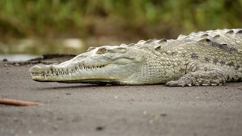 Huge American Crocodile is heated in the sun in Costa Rica Stock Footage