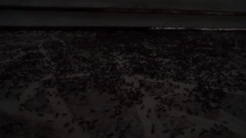 Huge amount of ants marching Stock Footage