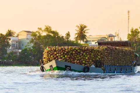 Huge amount of coconuts on cargo ship at Cai Rang floating market, morning wh Stock Photos