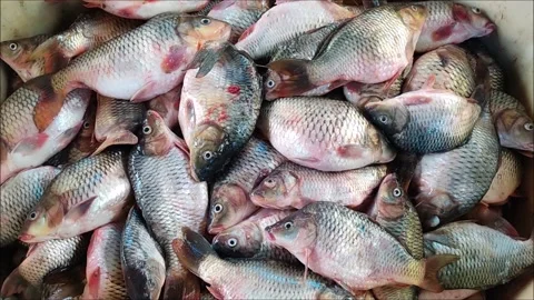 Huge amount of common carp fish cyprinus carpio fish sale in indian fish market Stock Footage 160561594