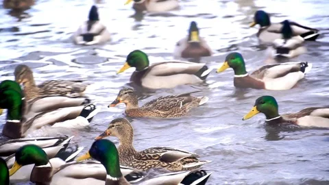 Huge amount of ducks on lake Stock Footage 89537697