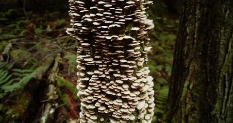 A huge amount of mushrooms growing on a tree Stock Footage 160908017
