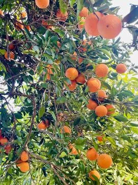 A huge amount of oranges on the tree. Foto stock