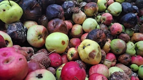 A huge amount of rotten apples. Stock Footage 247926682