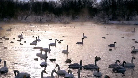 Huge amount of swans in lake Stock Footage 89534259