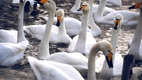 Huge amount of swans in lake Stock Footage 89536638