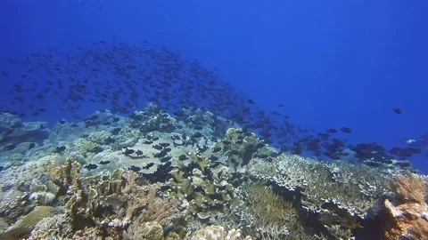 Huge amount of trigger fish swarming above a coral reef Stock Footage 154412186