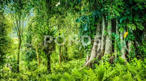 Huge ancient Banyan tree covered by vines in Bali Jungle Stock Photos