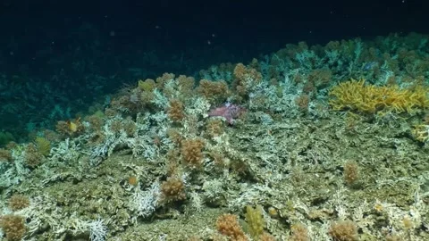 Huge Ancient Coral Reef Discovered Off D... | Stock Video | Pond5