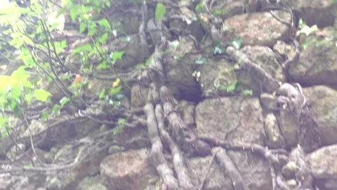 Huge ancient tree at Mangup Kale - Crimea , Russia Stock Footage 73717282