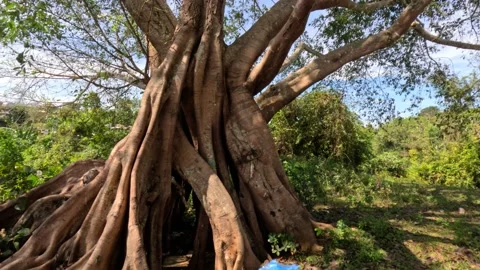 Huge ancient tree with trash inside walking inside POV Stock Footage 236842735