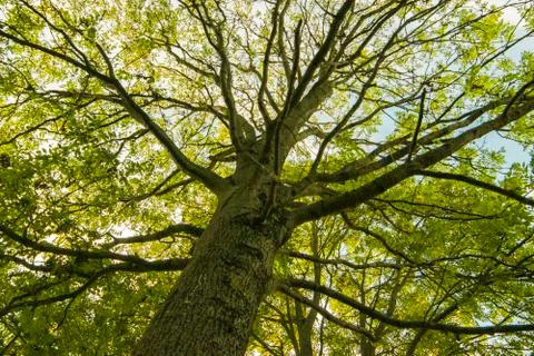 Huge and branching Stock Photos