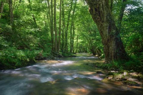 Huge and old willow tree on the bank of a river Stock Photos
