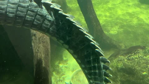 The huge and powerful tail of a crocodile in the water. Stock video footage. 4K. Stock Footage 233210393