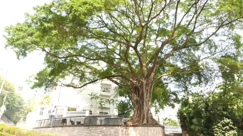 Huge and wide old tree on the concrete pavement Stock Footage 49237418