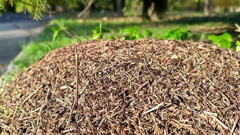 A huge anthill, close-up, chaotic movement Vídeo Stock 319788330