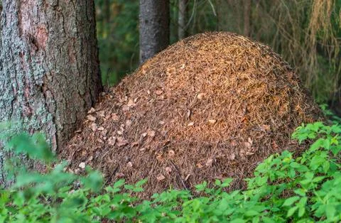 Huge anthill in the forest Stock Photos