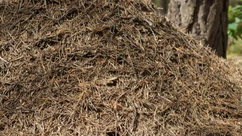Huge anthill mound of pine needles showcases impressive natural architecture. Stock Footage 340281972
