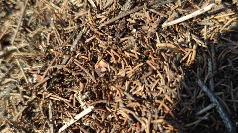 Huge ants close-up motion Stock Footage 319788388