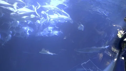 Huge Aquarium with a Ray Video stock 96168740