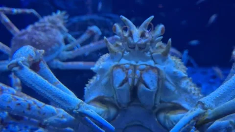Huge armored crab moving over the aquarium seabed among fish, close-up unde.. Stock Footage 340407294
