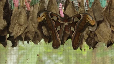 Last weekend, our Atlas Moths inside PacSci's Tropical Butterfly House just  emerged from their cocoons! 🦋 🎥 : Ryan Thomas #Pacifi... | Instagram
