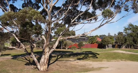 A huge Australian native gum tree eucalyptus in a Melbourne suburb Vídeos de archivo 247318607