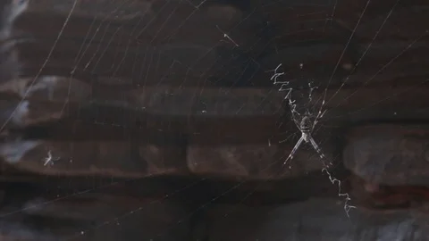 Huge Australian spider in web in Karijini NP Stock Footage 71108973