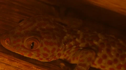HUGE Balinese Gecko Stock Footage 55455543