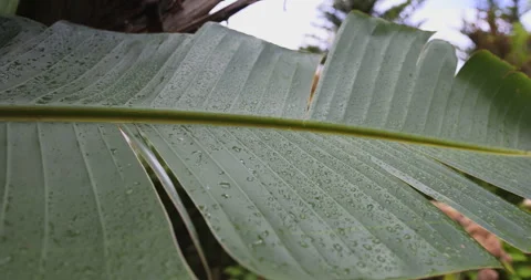 Huge banana leaf, leaf close up, 4K super slomo Stock Footage 254092915