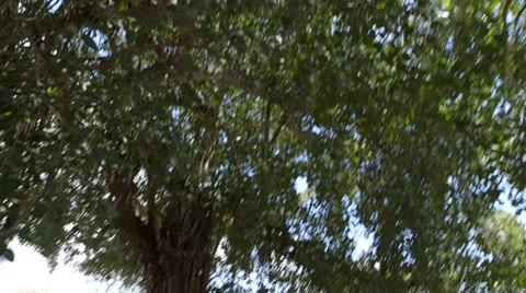 Huge Banyan Tree Stock Footage 32152243
