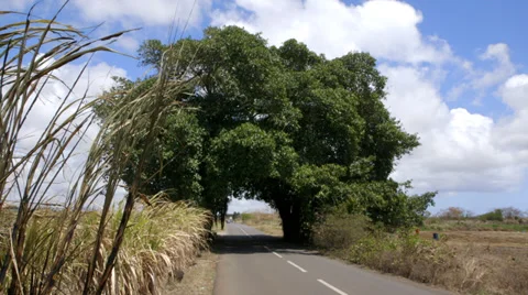 Huge Banyan Tree Stock Footage 32152332