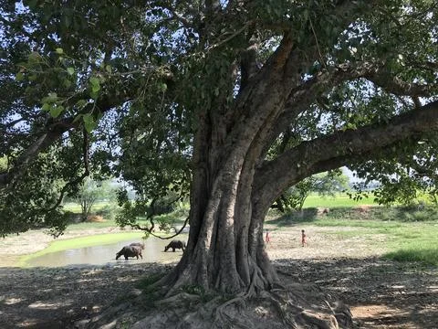 The huge banyan tree Stock Photos