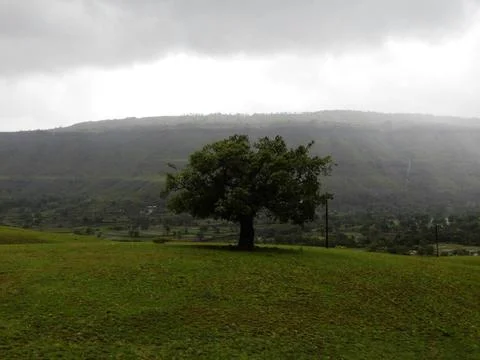 The huge banyan tree view in the field and the clouds view in the sky Stock Photos