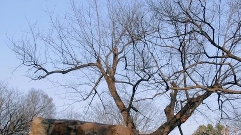 Huge bare tree under blue sky Stock Footage 91362088