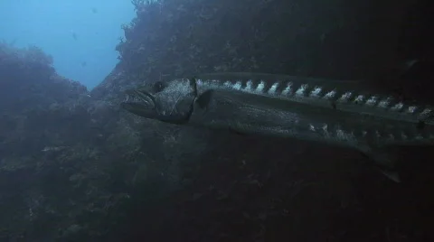 Huge Barracuda Stock Footage 307066
