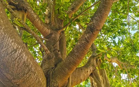 Huge beautiful Ficus maxima Fig tree Playa del Carmen Mexico. Stock Photos