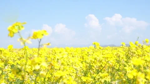 Huge beautiful fields of yellow and white flowers of Chorispora sibirska Stock Footage 275342353